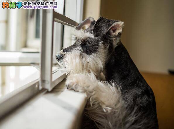 挑选应理性 雪纳瑞面部特征与缺陷