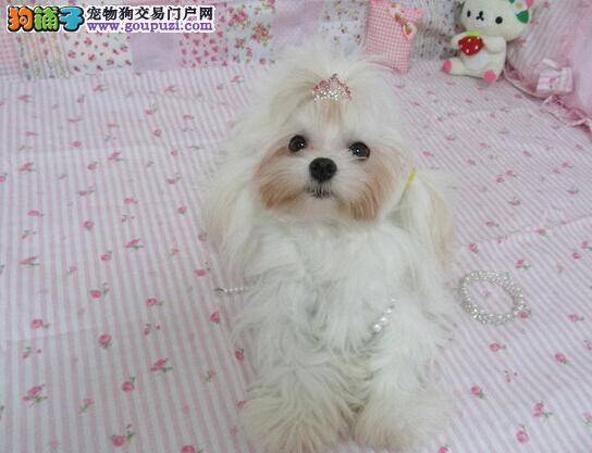 健康新理念 马尔济斯犬患上犬瘟热的症状及防治方法