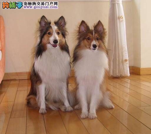 喜乐蒂犬拉绿色稀便带血是怎么回事