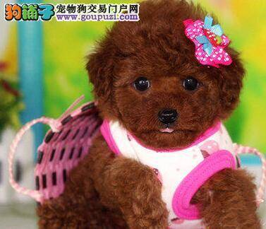 在购买泰迪犬的时候主人们要掌握的常识内容