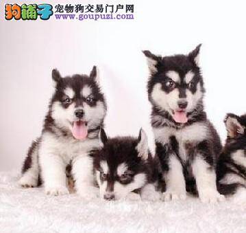 让挑选底气十足 怎样选购到健康的阿拉斯加犬