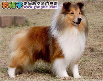 喜乐蒂犬外出出游应该做好哪些前期安排