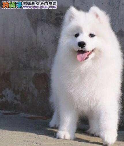 怎么训练萨摩耶上厕所，求方法