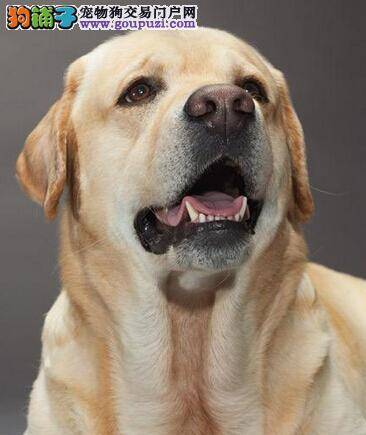 训狗时间要尽早 如何训练优秀的拉布拉多犬