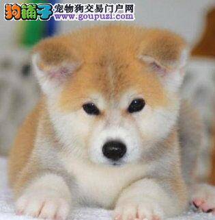 一个多月的秋田犬到处拉粑粑，尿尿如何训练过来