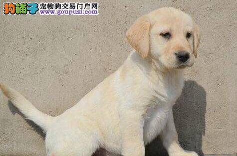 拉布拉多犬犬瘟热初期应该如何治疗