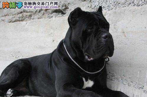 训练总动员 如何让卡斯罗犬文明排泄