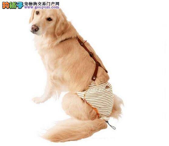 金毛犬漏尿原因