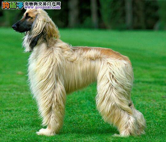 人类与阿富汗猎犬如何相处才能更和谐