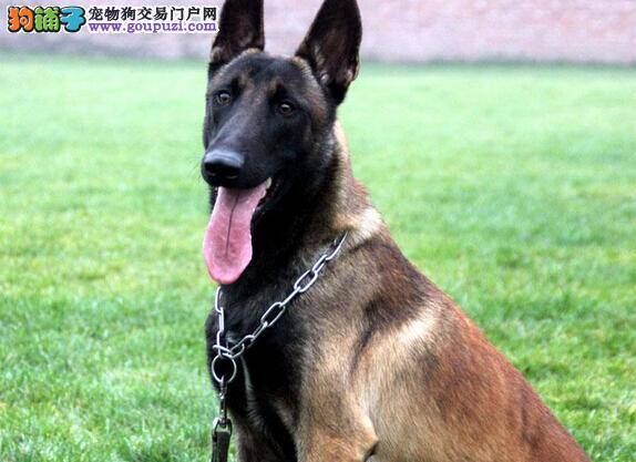 最新美容大全之四个步骤让马犬焕然一新