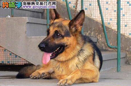 教你学会挑选优秀德国牧羊犬的四个基本步骤