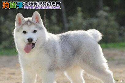 给哈士奇吃水果你一定要知道的原则