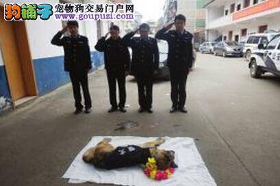 刑侦功勋犬去世 战友为它举行葬礼表示敬意