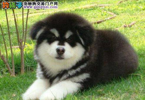 阿拉斯加犬最近口吐黄水，不吃东西是怎么了