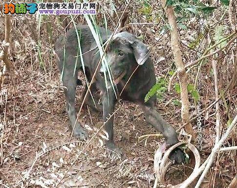 捕兽器夹犬，热心妇扮狗吠营救