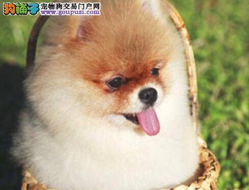 营养专家提醒 给博美犬喝酸奶未必好处多