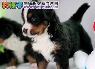 健康常识 伯恩山犬出现便秘时怎么医治