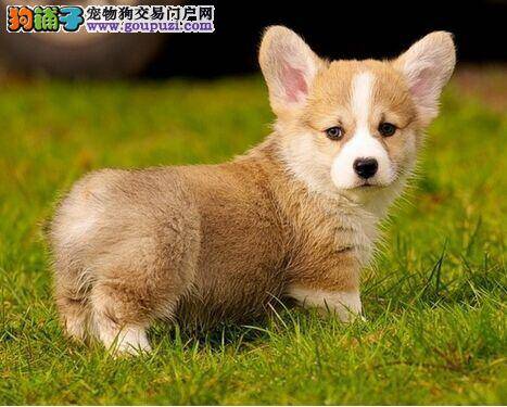 我家柯基犬又拉又吐，是什么毛病