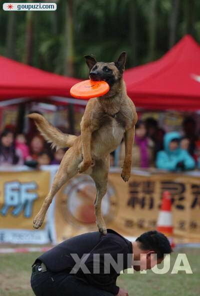 广西柳州市第六届宠物节上妙趣横生的比赛项目