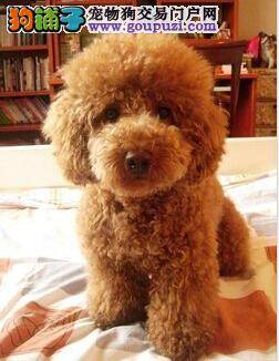 教你三招战胜初生贵宾犬的皮肤病