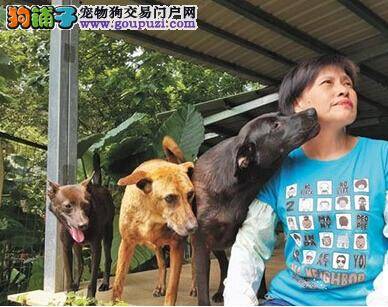 台湾妇人爱狗如子花光积蓄救助狗狗