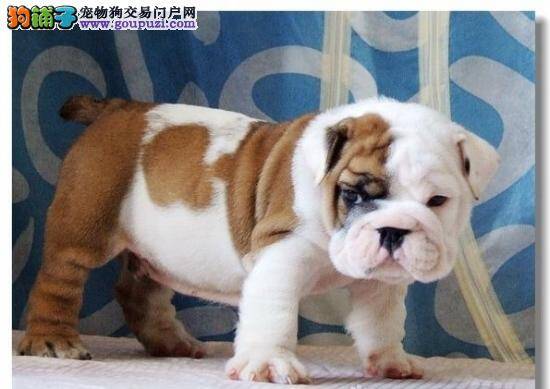 斗牛犬打完疫苗后开始拉稀，咳嗽怎么办