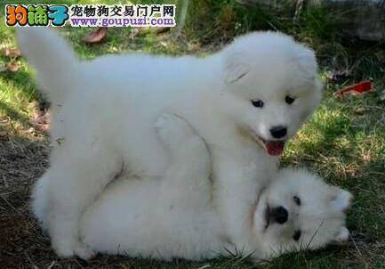 萨摩耶脖子上长了一个包是怎么回事