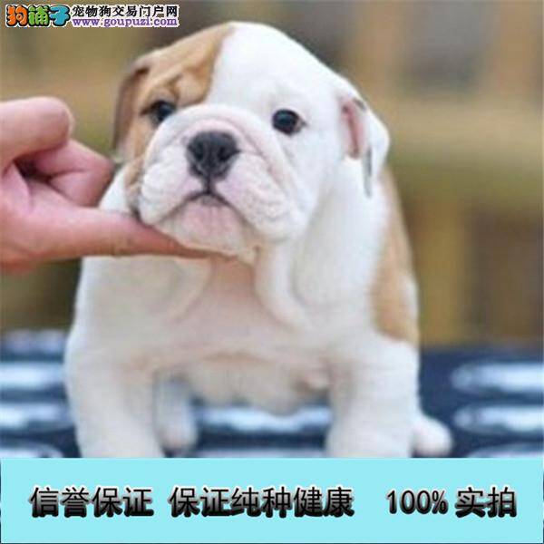 选购斗牛幼犬的方法介绍