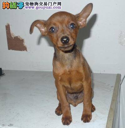 小鹿犬不爱吃东西喜欢吃草怎么办