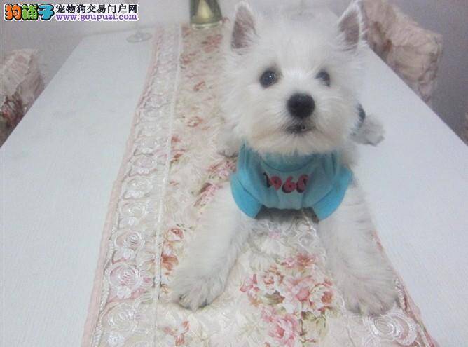 关于西高地掉毛问题的原因分析与解决方案