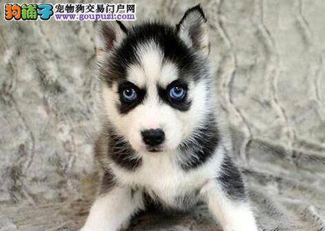 哈士奇最近总拉稀如何解决这个问题