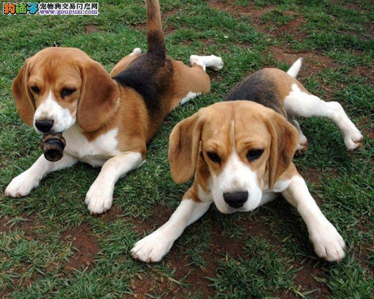 比格犬最近总是咳嗽应怎么办