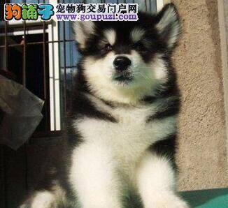 阿拉斯加犬被蜱虫咬了该怎么治疗