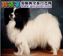 蝴蝶犬运动后气喘咳嗽有没有事