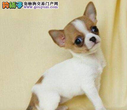 吉娃娃每次坐车都会晕车怎么办