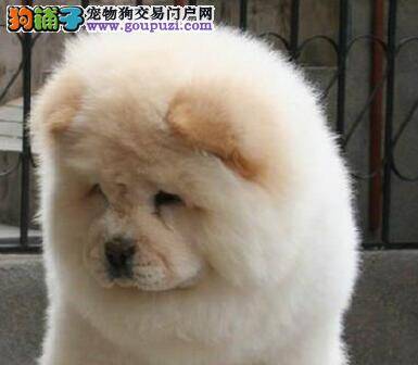 正宗的松狮犬体型和性格有哪些优点