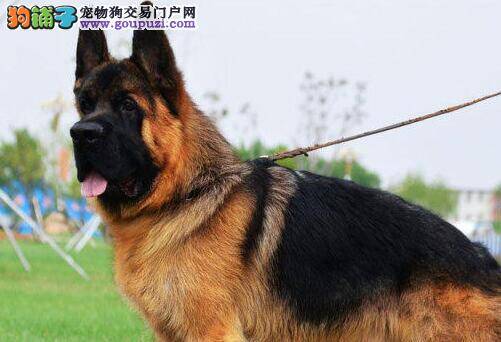 德国牧羊犬最近呕吐，拉肚子吃什么药物好