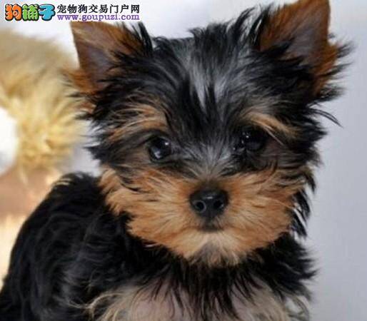 如何买到最健康最无敌的约克夏