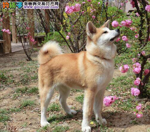 产前准备事宜 哺乳期的秋田犬母犬和犬仔如何护理