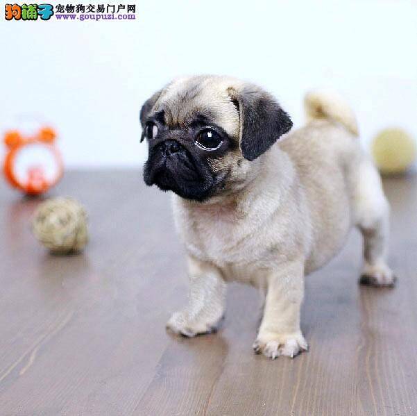 巴哥犬误吃芒果核，口吐黄水胃里是不是有炎症了