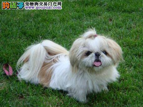 修剪指甲小窍门 让护理西施犬的工作变得更简单