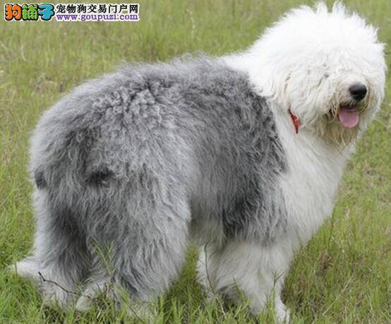 古代牧羊犬经常舔脚掌，可能是得了趾间炎