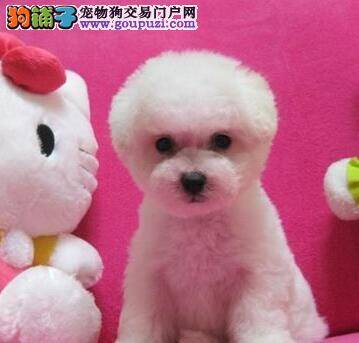 专家教你怎样选购纯种比熊犬