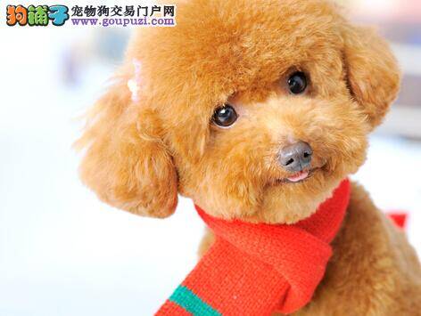 训练贵宾犬要从哪些方法着手进行