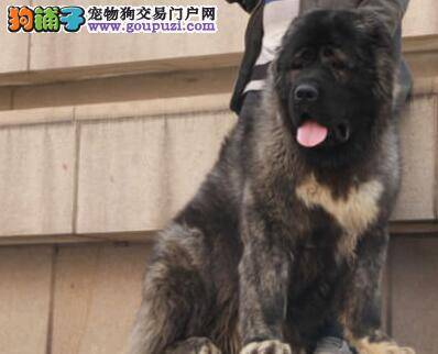 怎样才能买到既美丽又聪明的高加索犬