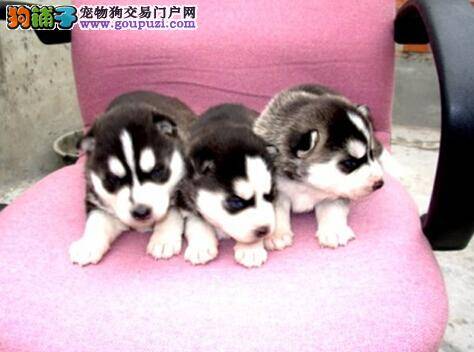 给狗狗验孕的方法 怎样判断哈士奇母犬是否怀孕