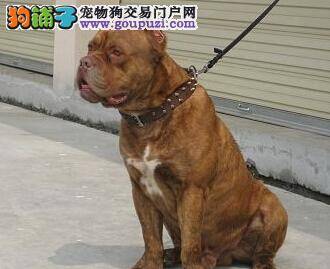 调教一招式 让爱咬的卡斯罗犬“改邪归正”