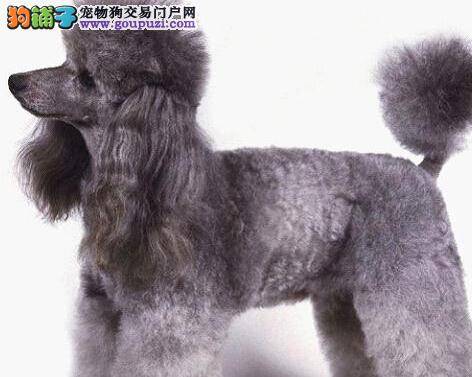 紧急措施之如何抢救中暑后的贵宾犬