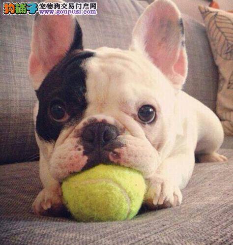 告别疾病 防止斗牛犬乱捡食物有良方