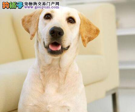 专家分析拉布拉多犬喜欢啃咬鞋子的真正原因
